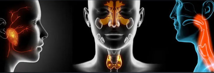 Head, Neck and Oral Oncology